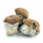 Golden Teacher Golden Teacher