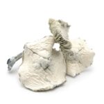 Albino Treasure Coast