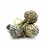 Albino Jedi Mind Fuck