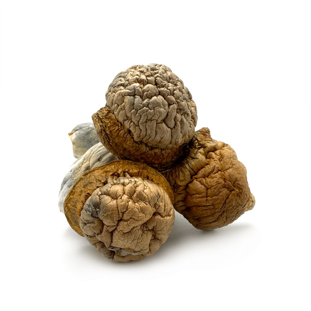 Makilla Gorilla Makilla Gorilla