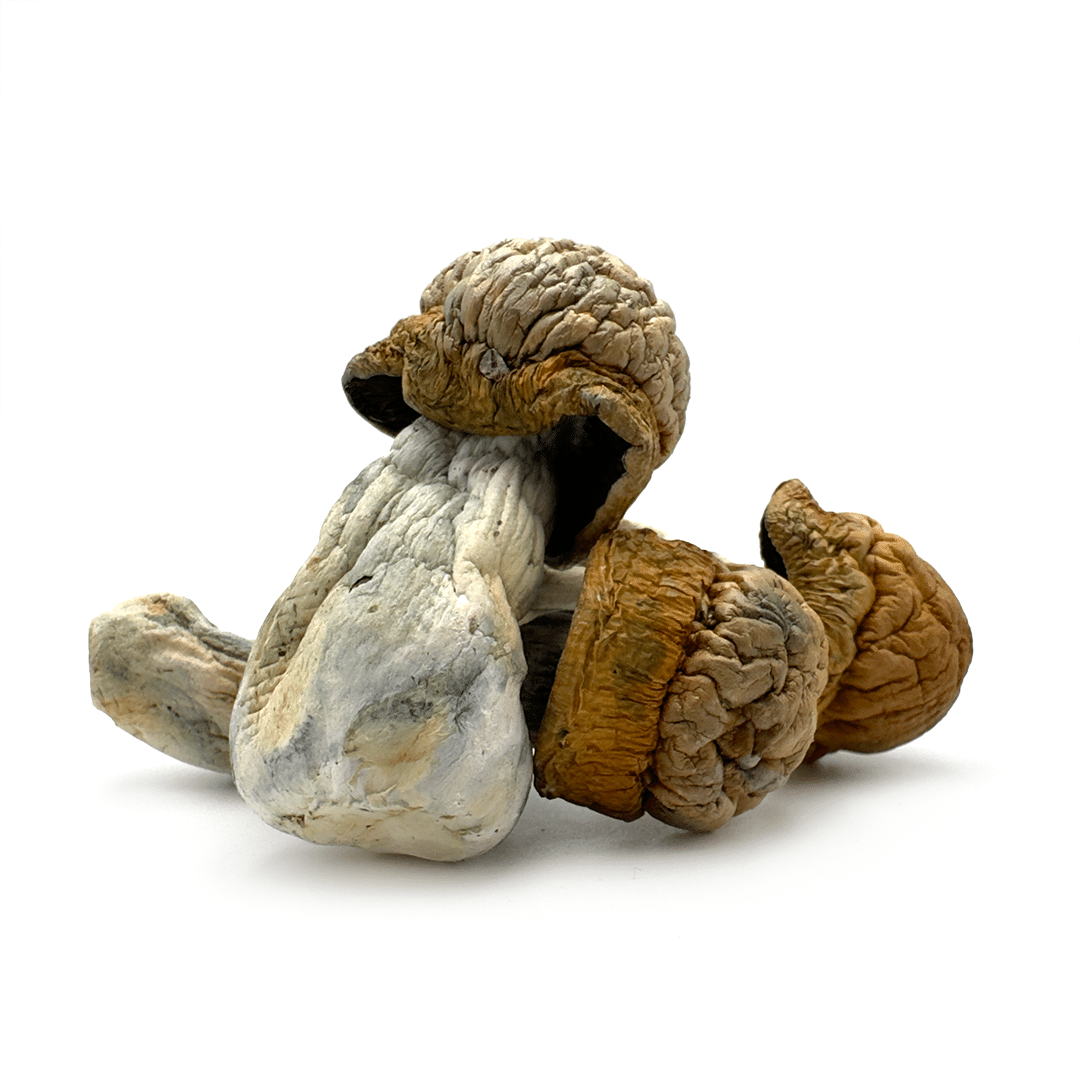 Makilla Gorilla Makilla Gorilla - Image 2