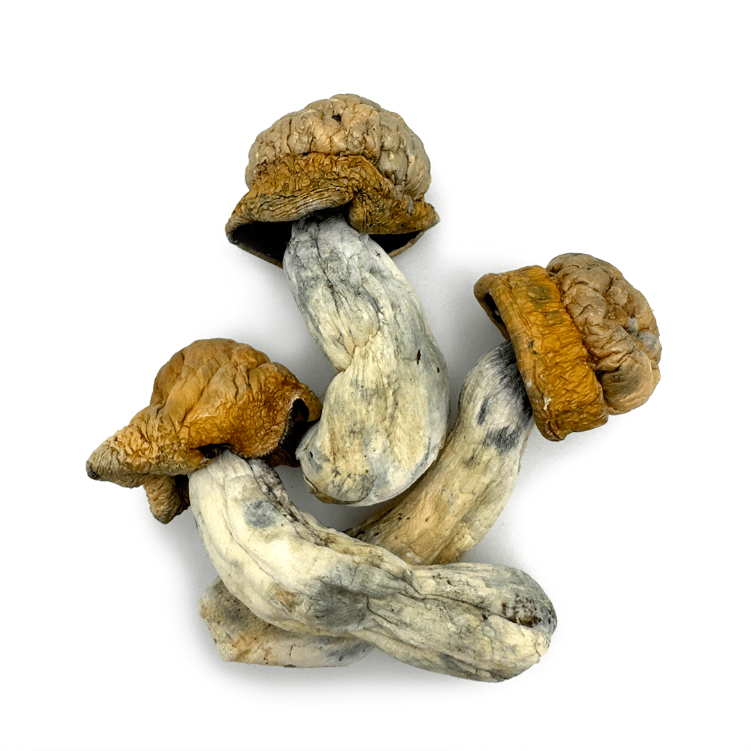 Makilla Gorilla Makilla Gorilla - Image 3