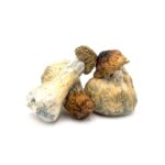 Wonder – Psilocybin Gummies – Watermelon 3g