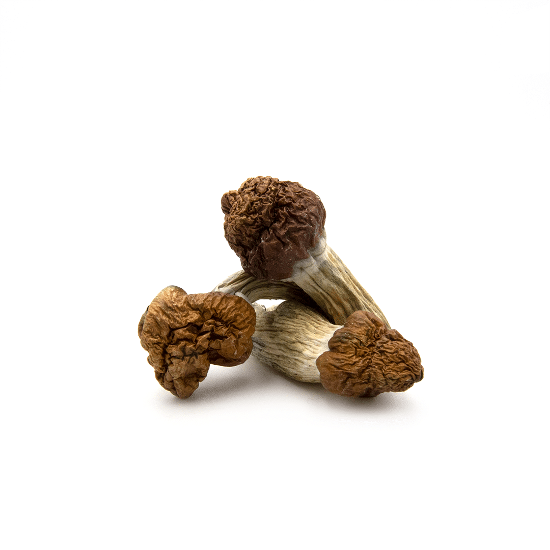 B+ Cubensis B+ Cubensis