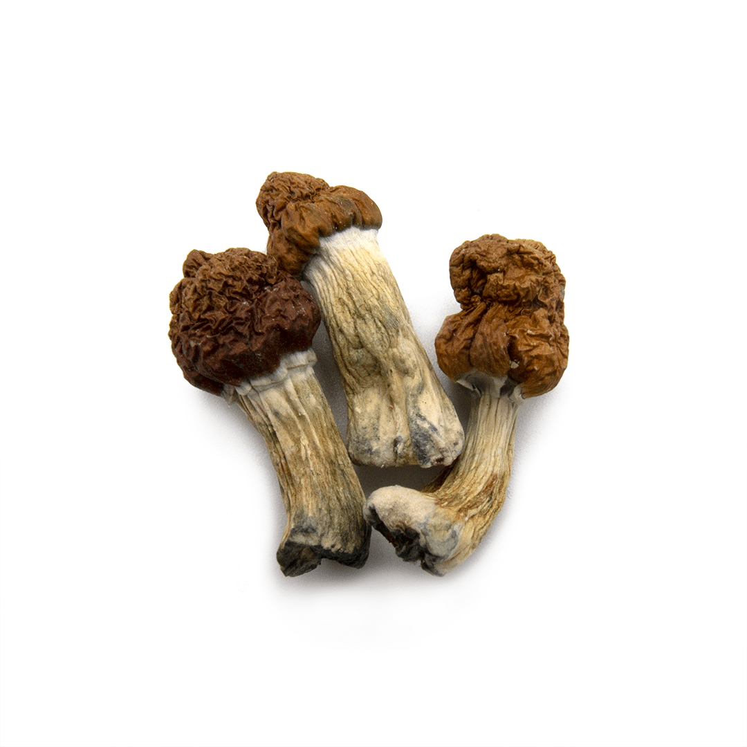 B+ Cubensis B+ Cubensis - Image 4