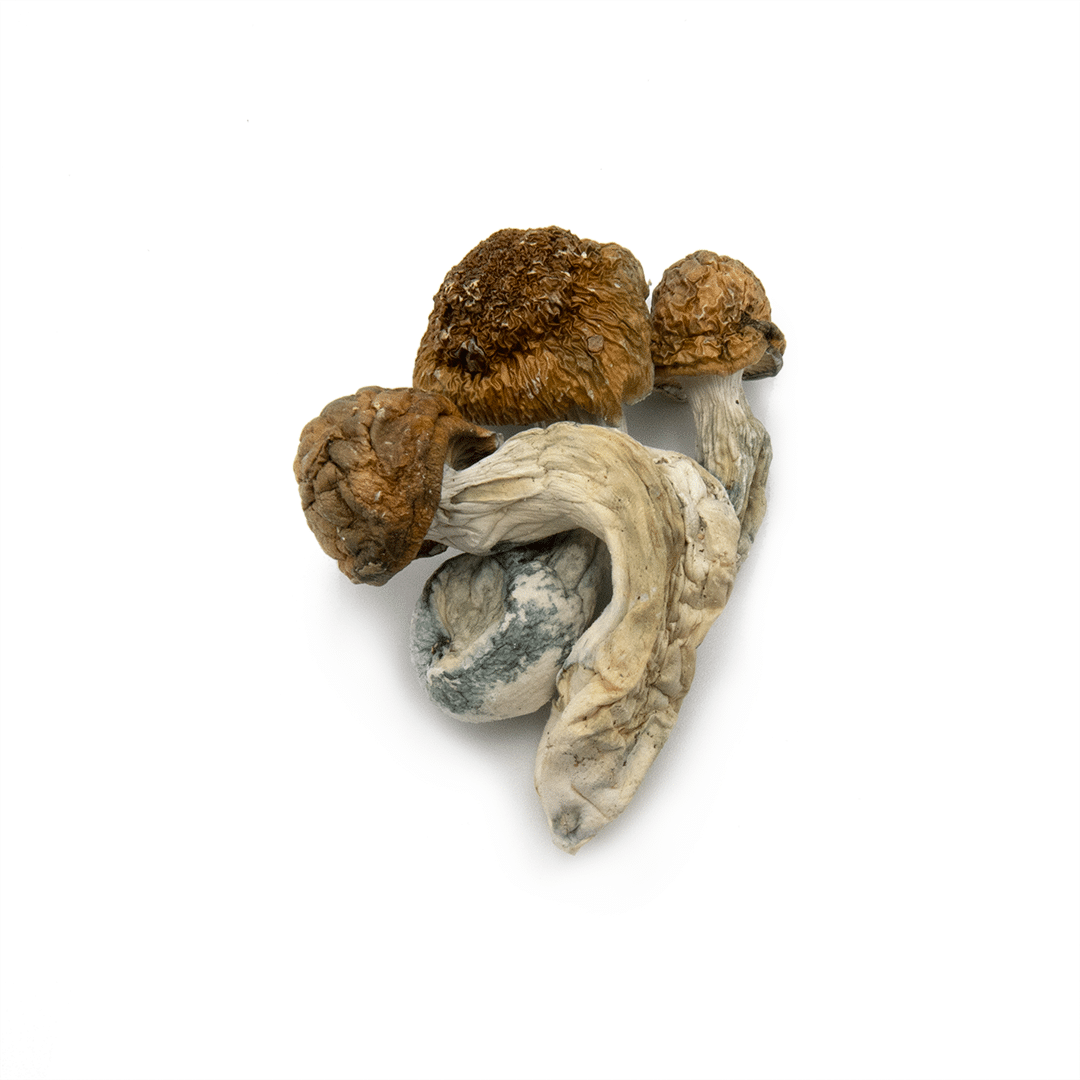 Golden Teacher Golden Teacher - Image 3