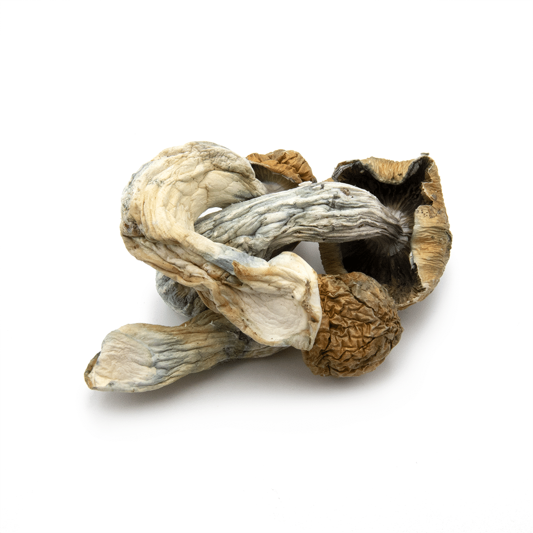 Golden Teacher Golden Teacher - Image 2