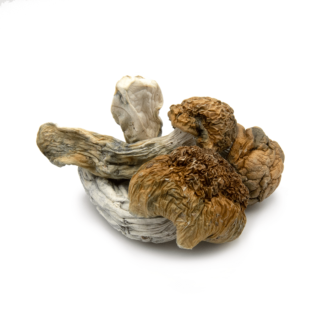 Golden Teacher Golden Teacher