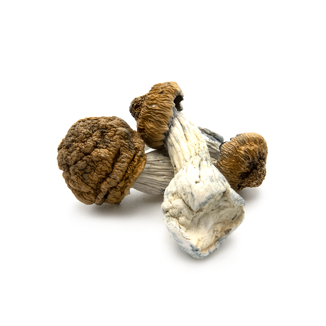 Malabar Malabar - Image 4