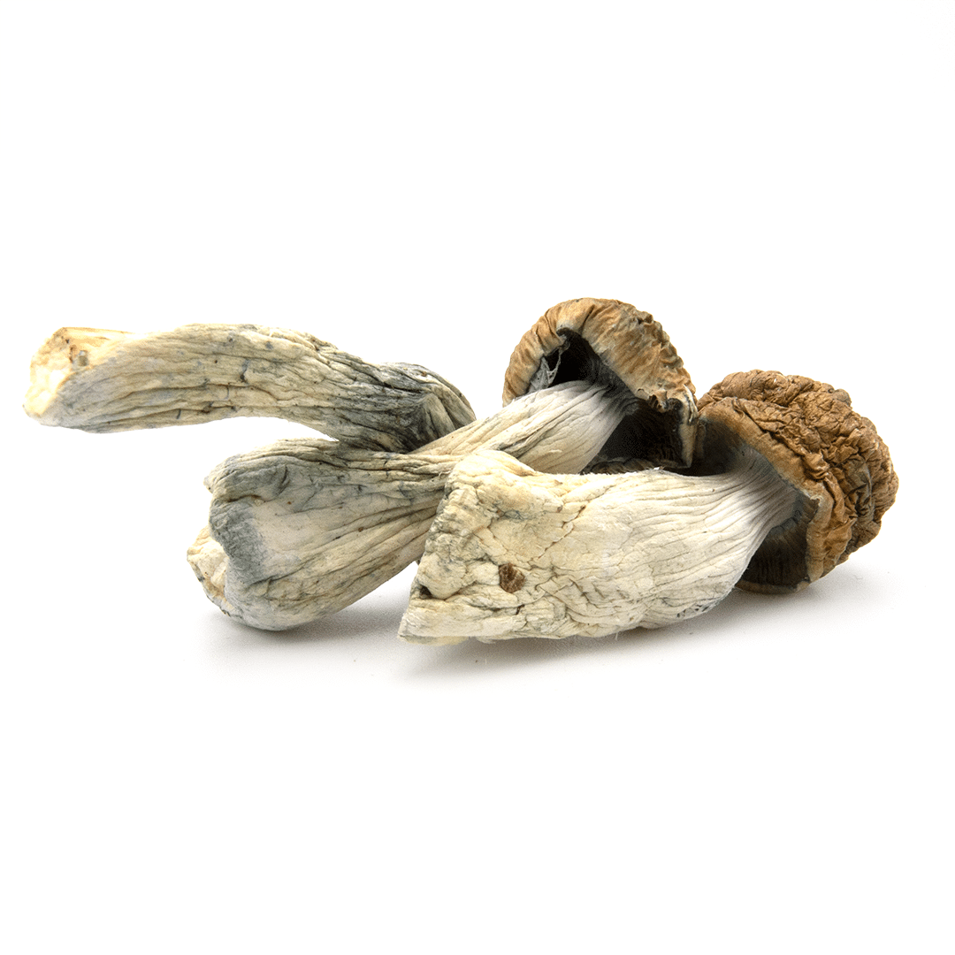 Malabar Malabar - Image 2