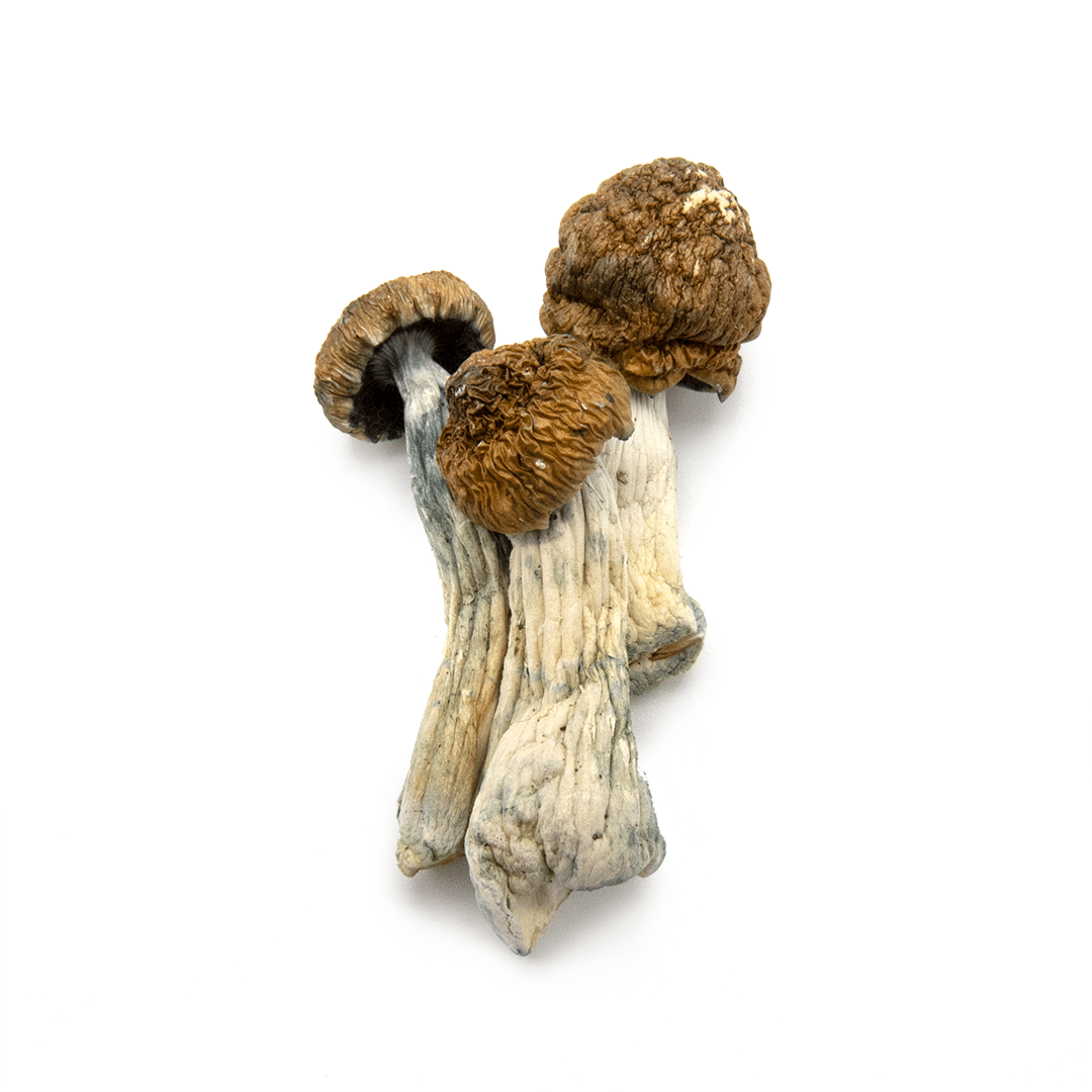 Malabar Malabar - Image 3