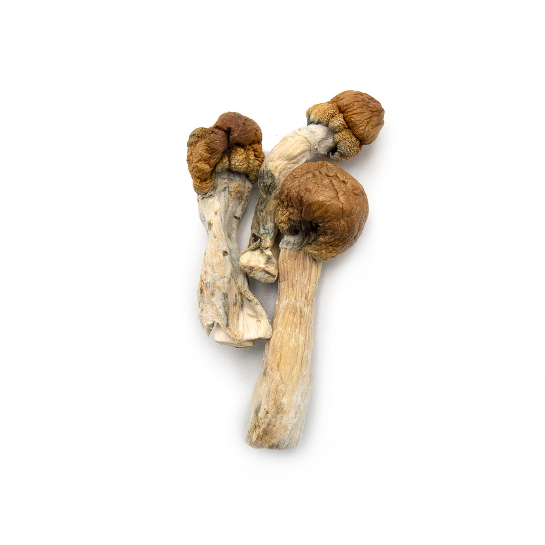 Mazatapec Cubensis Mazatapec Cubensis - Image 3