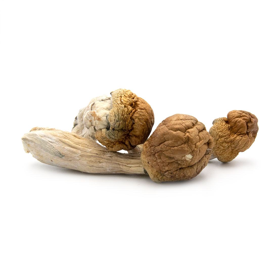 Mazatapec Cubensis Mazatapec Cubensis - Image 2