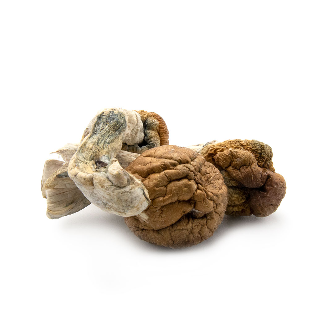 Mazatapec Cubensis Mazatapec Cubensis - Image 4