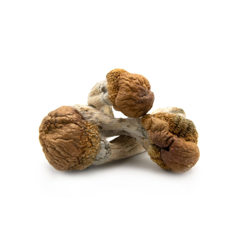 Mazatapec Cubensis Mazatapec Cubensis