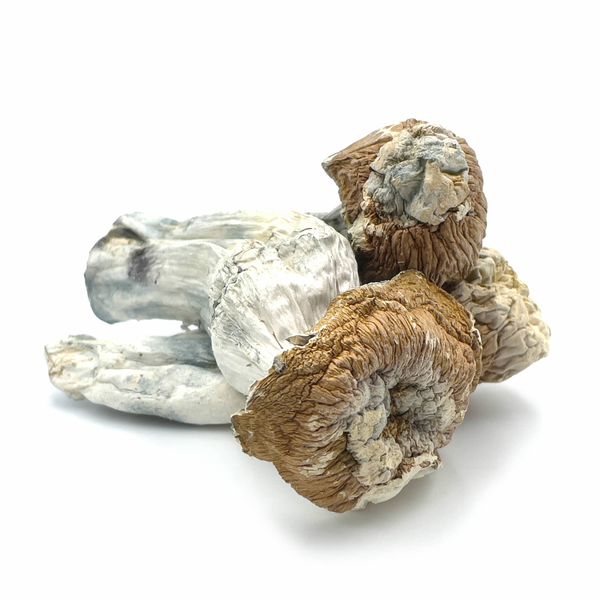 Tidal Wave Tidal Wave - Image 4